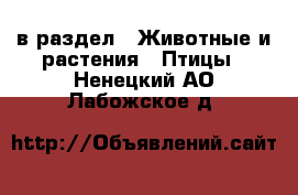  в раздел : Животные и растения » Птицы . Ненецкий АО,Лабожское д.